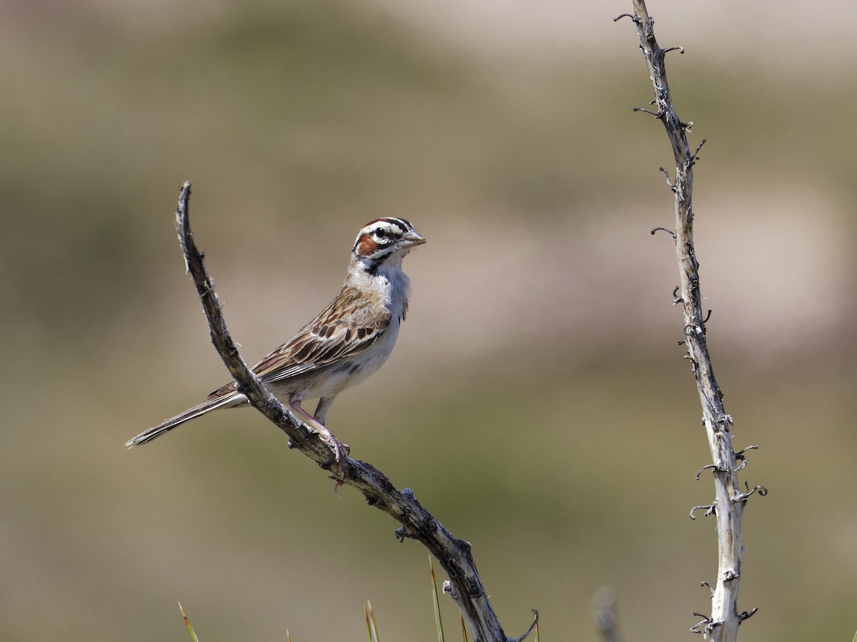 Lark Sparrow - ML621808621