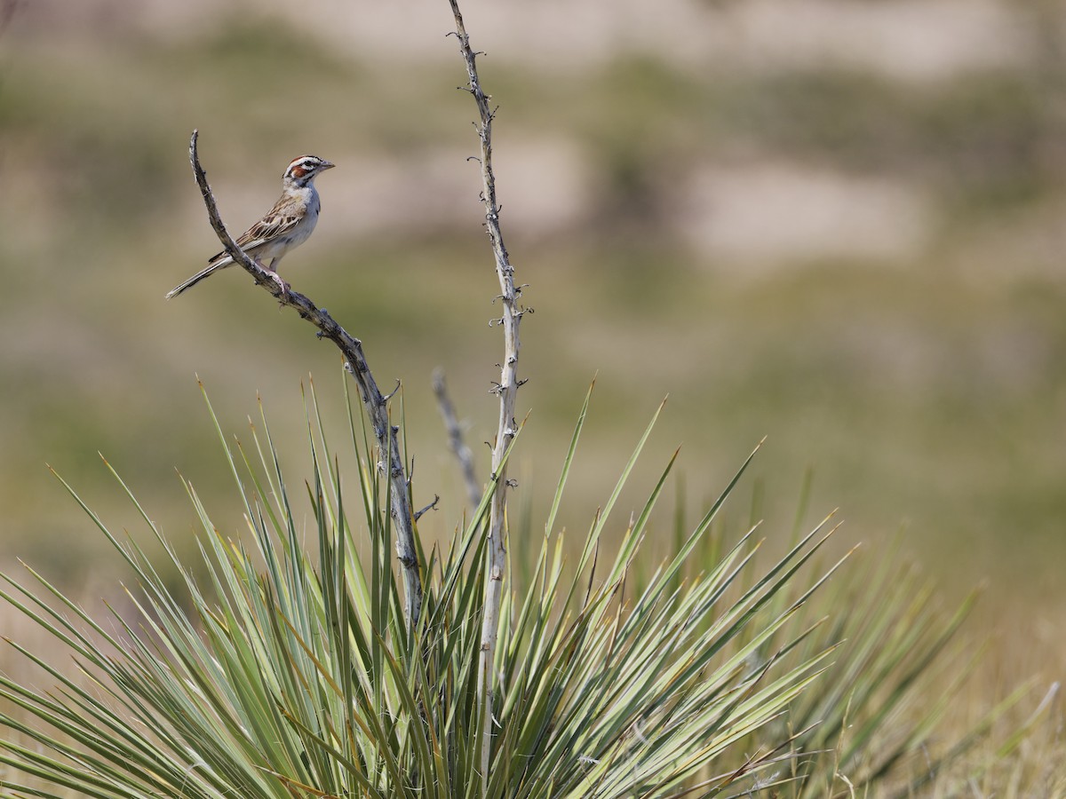 Lark Sparrow - ML621808622