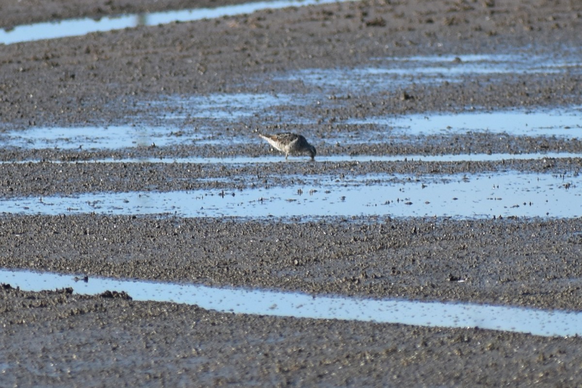 Stilt Sandpiper - Claire H