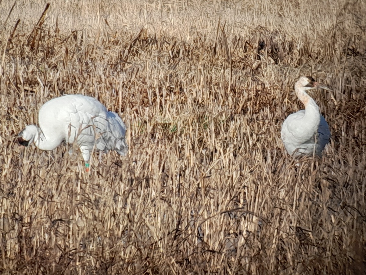 Whooping Crane - ML621808653