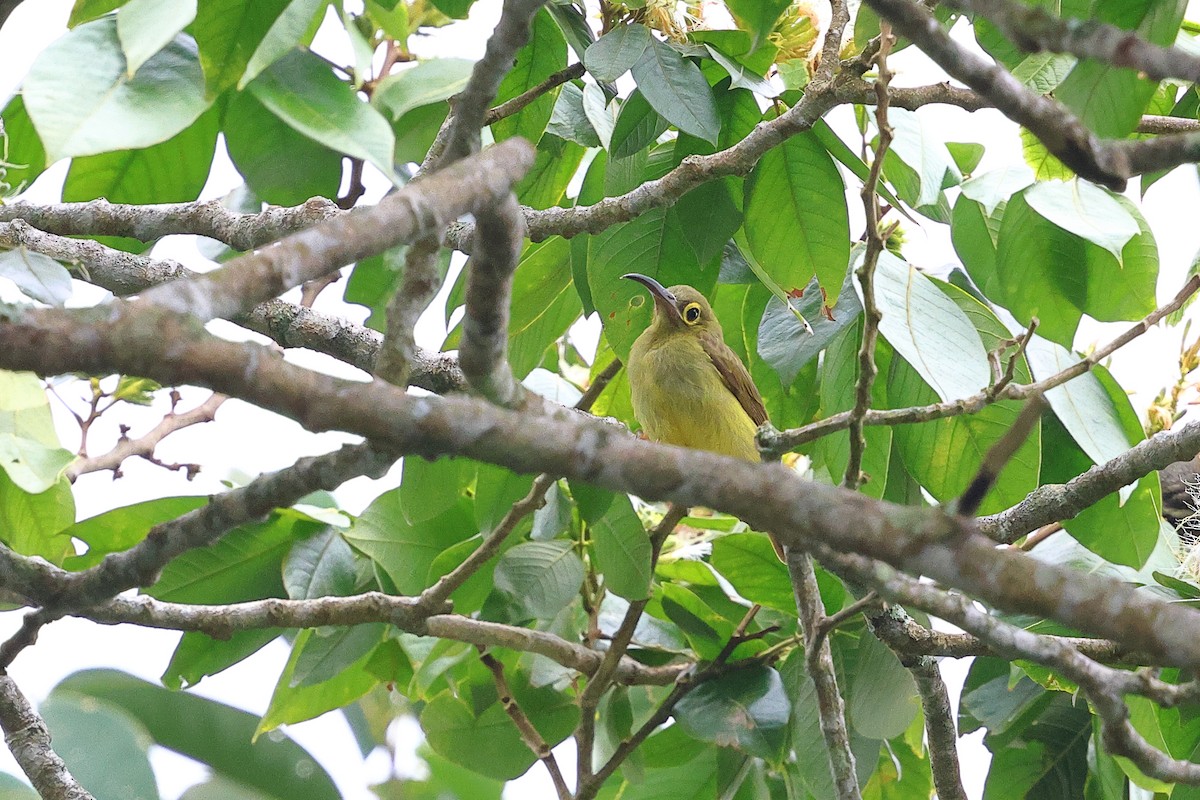 Spectacled Spiderhunter - ML621808670