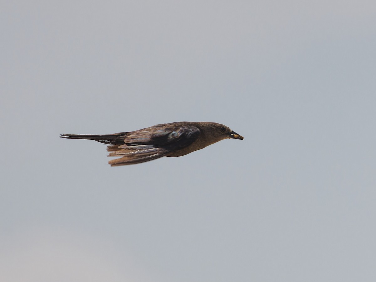 Brewer's Blackbird - ML621808704