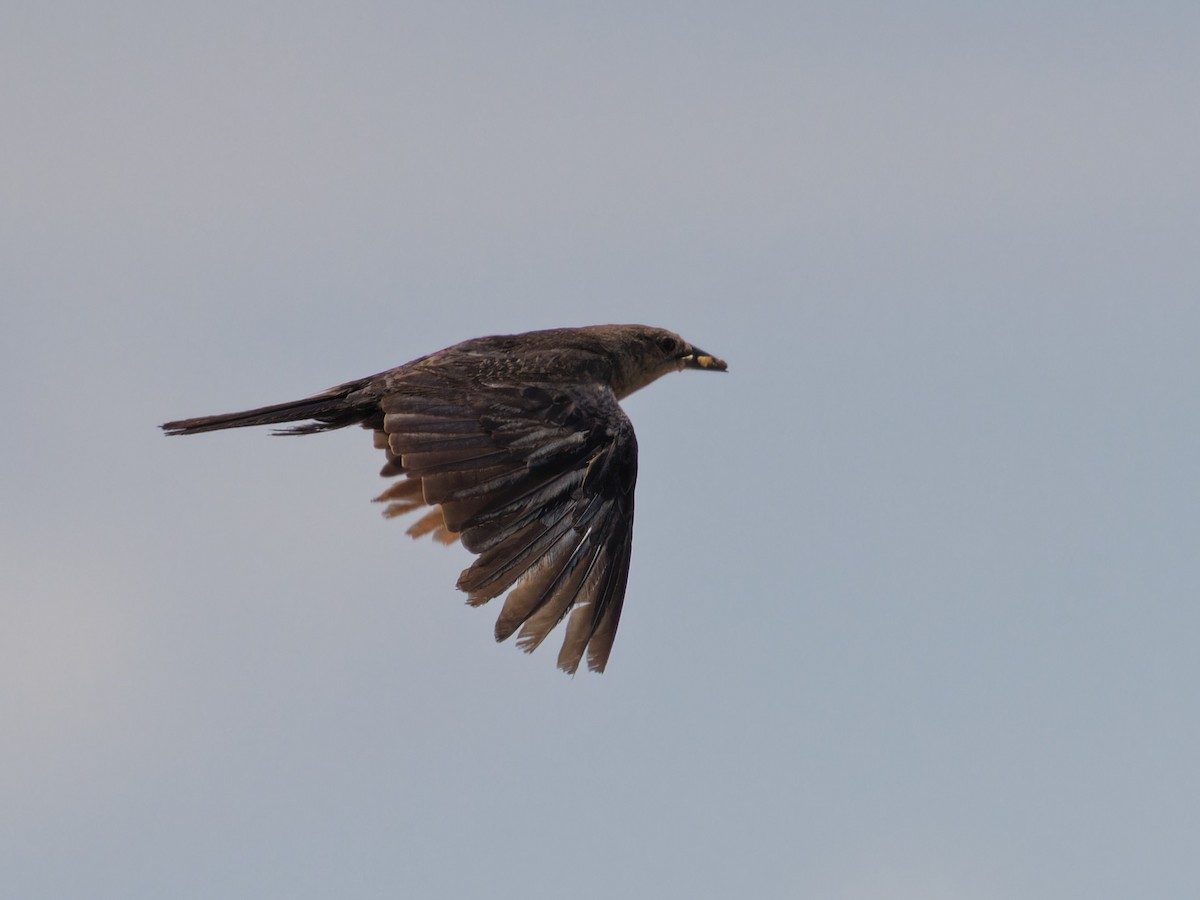 Brewer's Blackbird - Angus Wilson