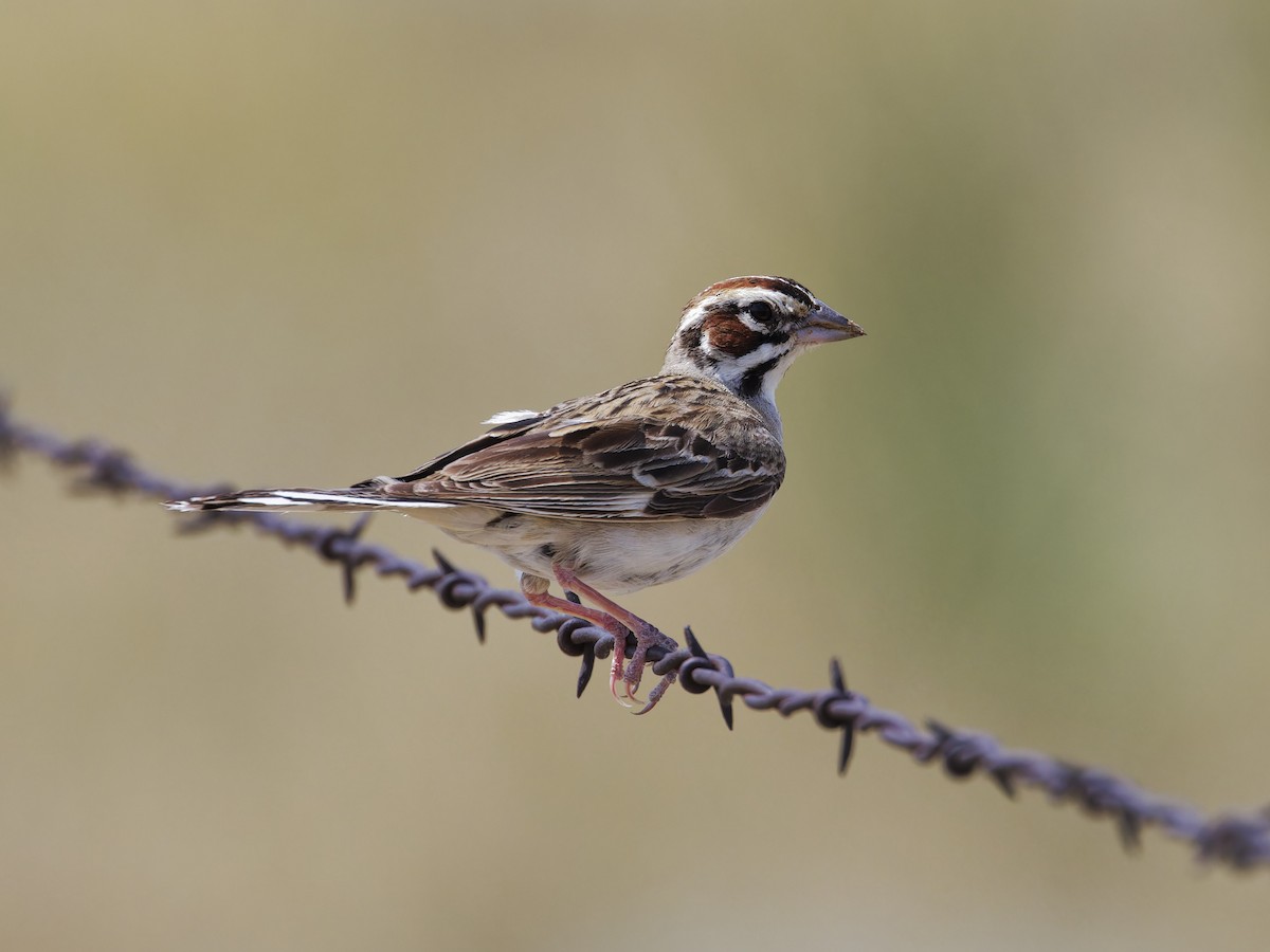 Lark Sparrow - ML621808715