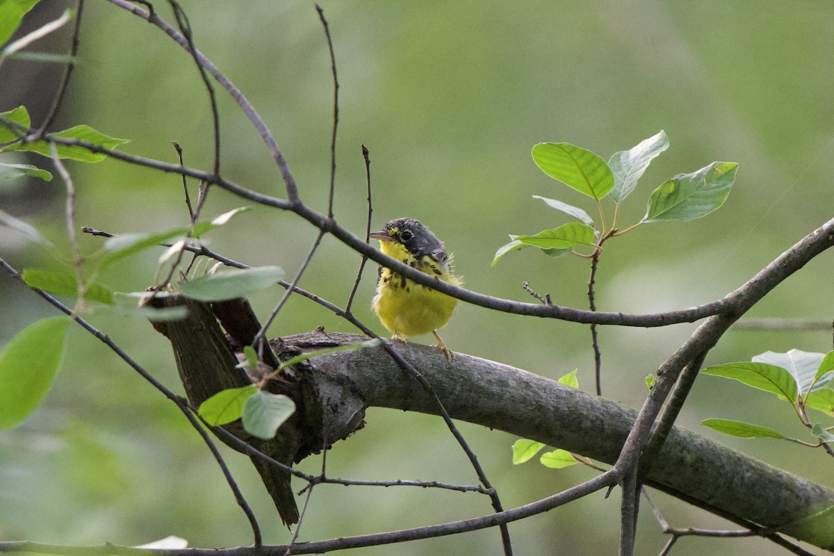 Canada Warbler - Willem Van Bergen