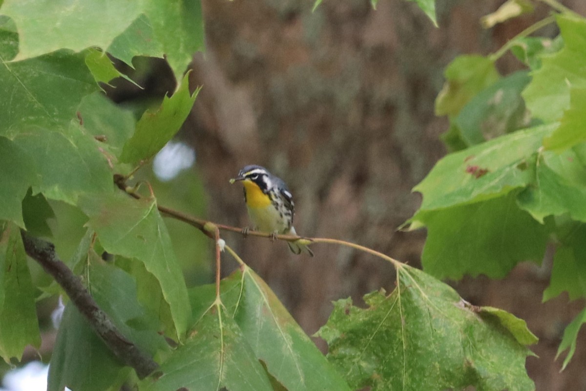 Yellow-throated Warbler - ML621808765