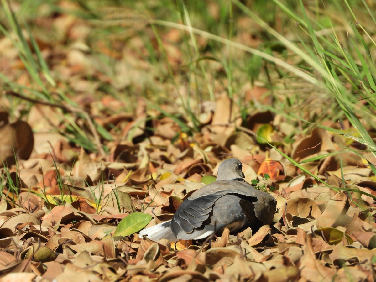 Red Collared-Dove - ML621808775