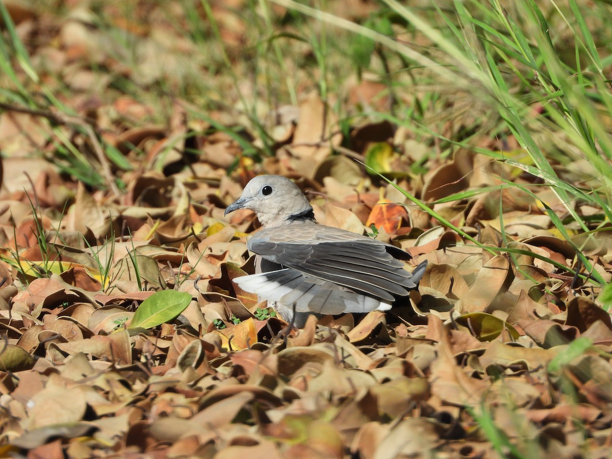 Red Collared-Dove - ML621808777