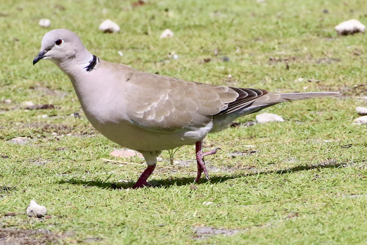 Eurasian Collared-Dove - ML621808786