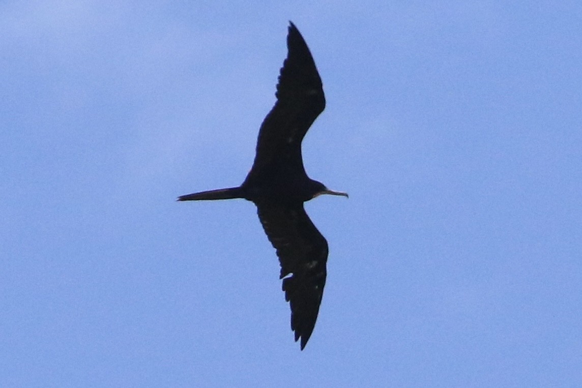 Magnificent Frigatebird - ML621808787