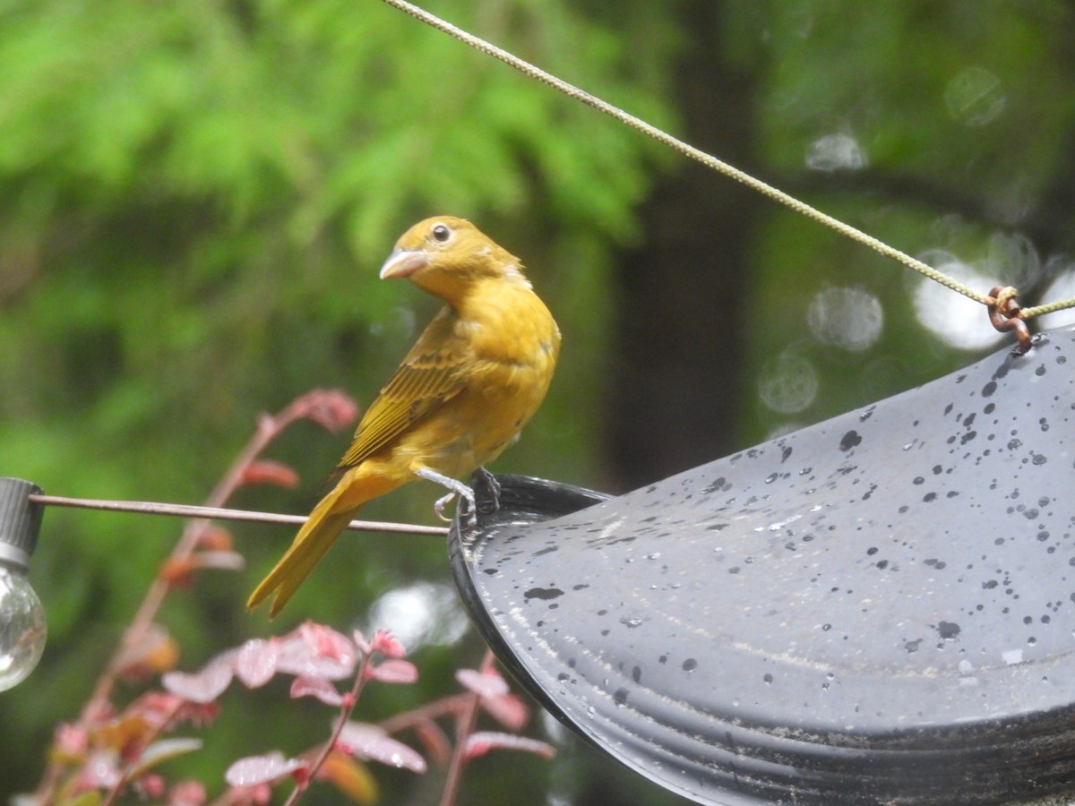 Summer Tanager - Mia Burroughs