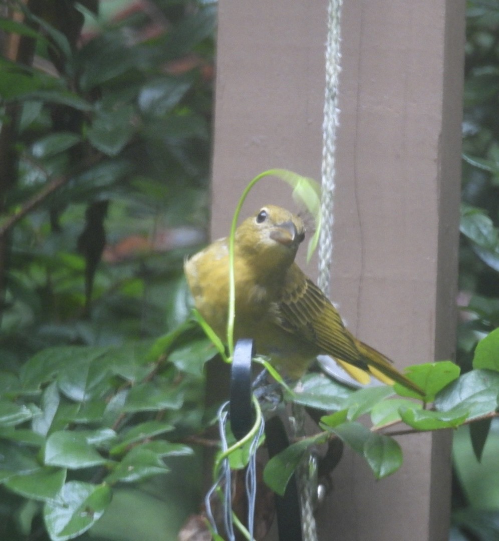 Summer Tanager - ML621808797