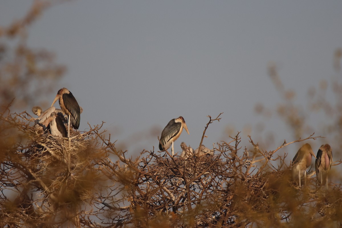 Marabou Stork - ML621808824