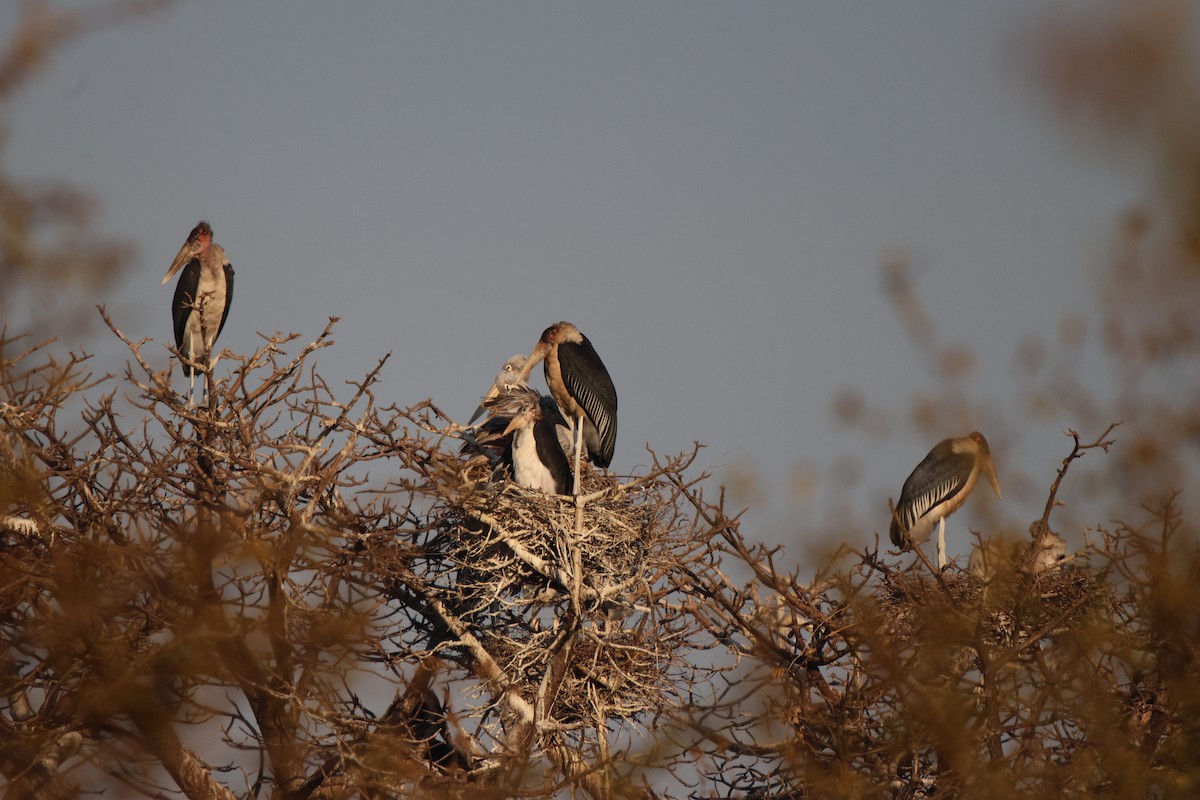 Marabou Stork - ML621808826