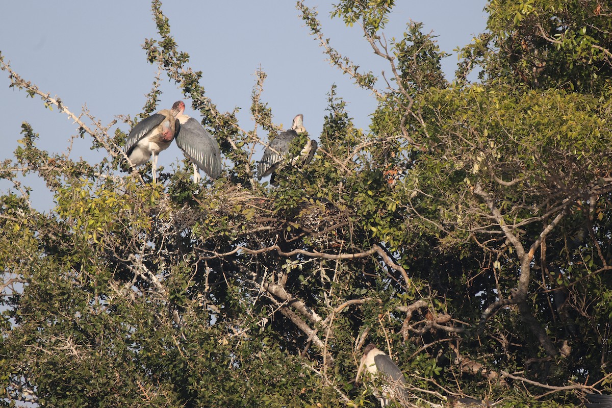 Marabou Stork - Frank Willems - Birding Zambia