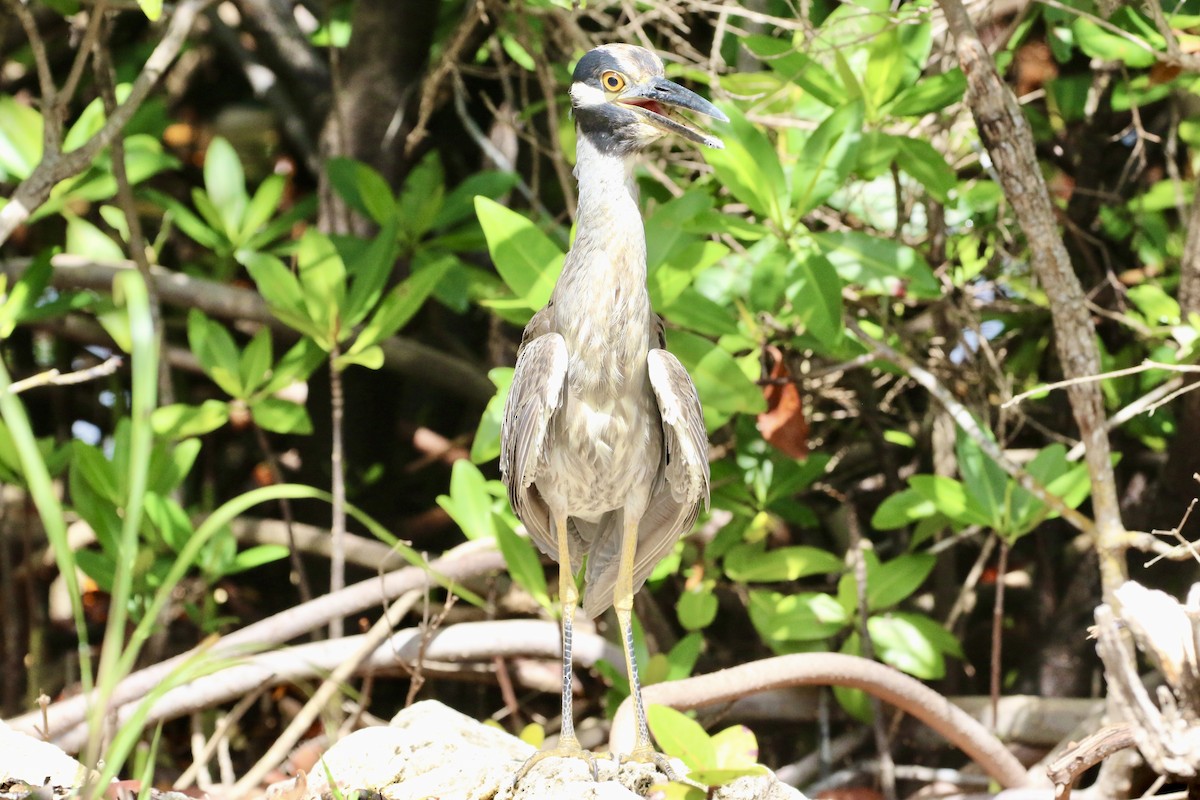 Yellow-crowned Night Heron - ML621808843