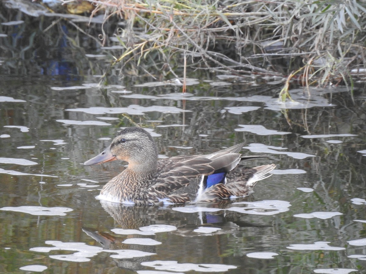 Mallard - ML621808859