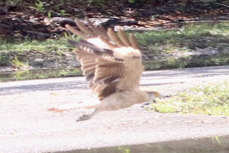 Yellow-headed Caracara - ML621808902
