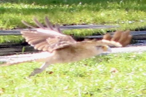 Yellow-headed Caracara - ML621808903