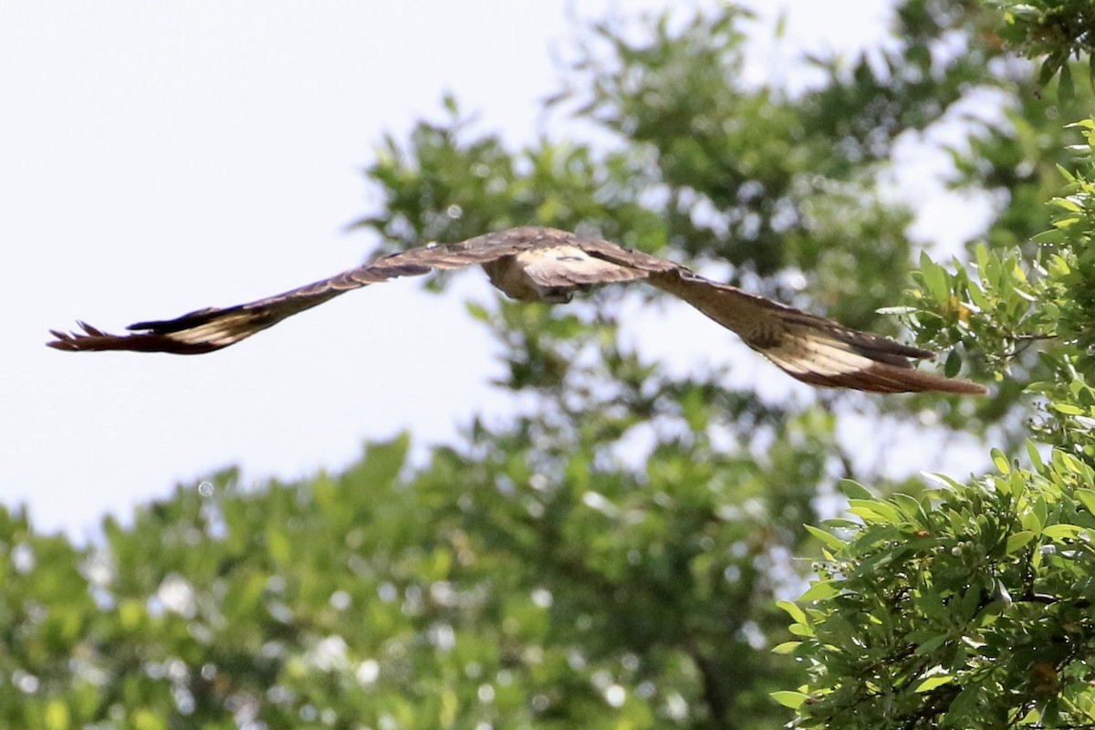 Yellow-headed Caracara - ML621808904