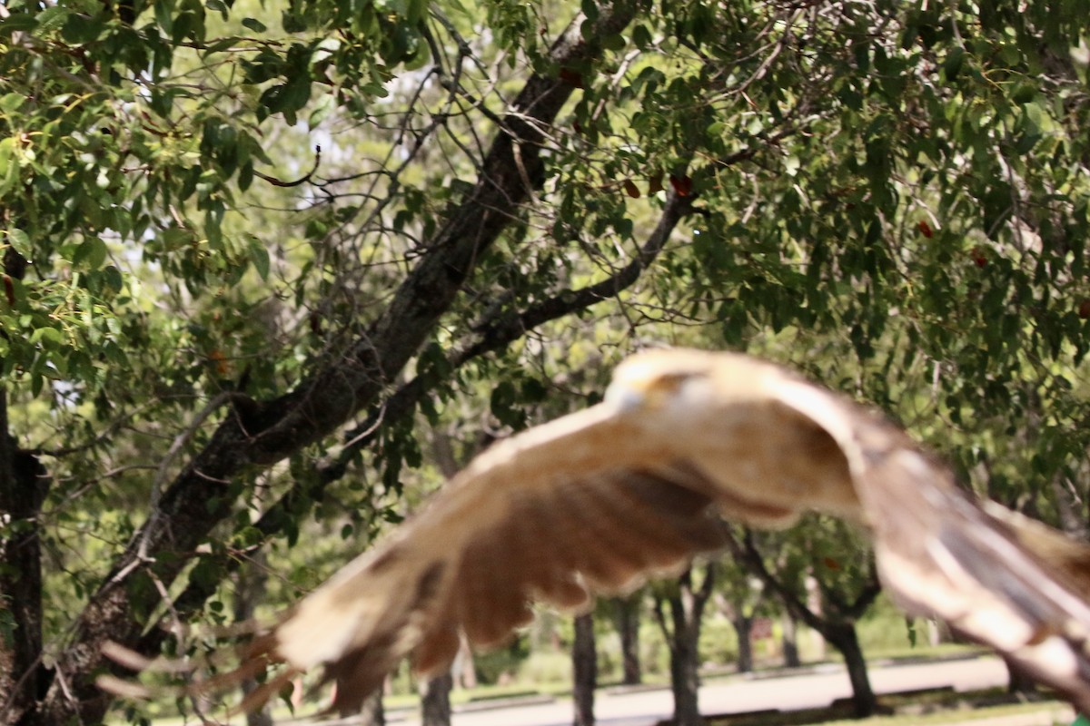 Yellow-headed Caracara - ML621808905