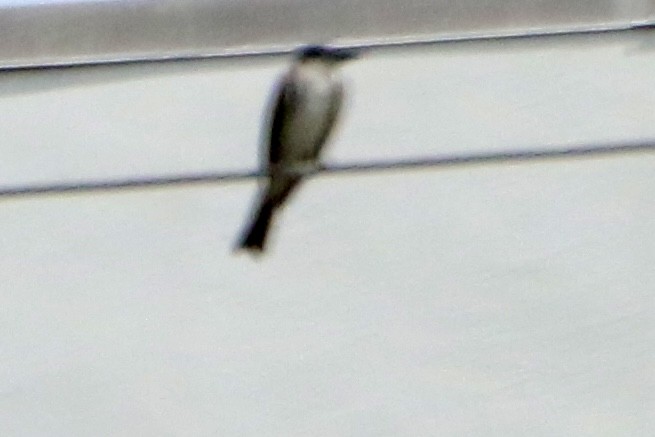 Gray Kingbird - ML621808924