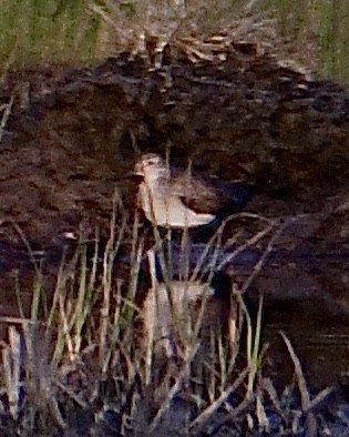 Spotted Sandpiper - ML621808925