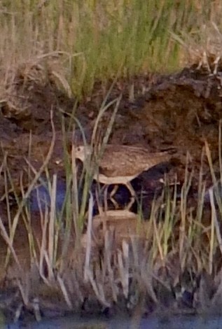 Spotted Sandpiper - ML621808926