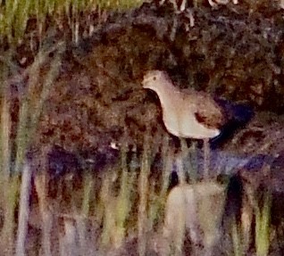 Spotted Sandpiper - ML621808927