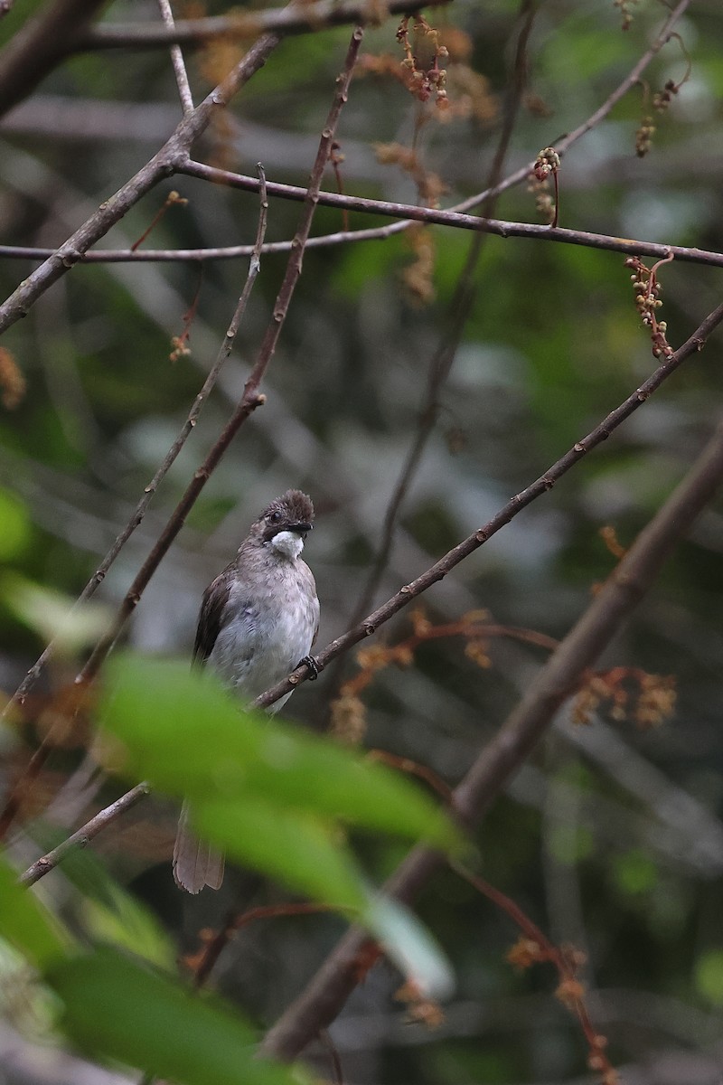 Cinereous Bulbul - ML621808949