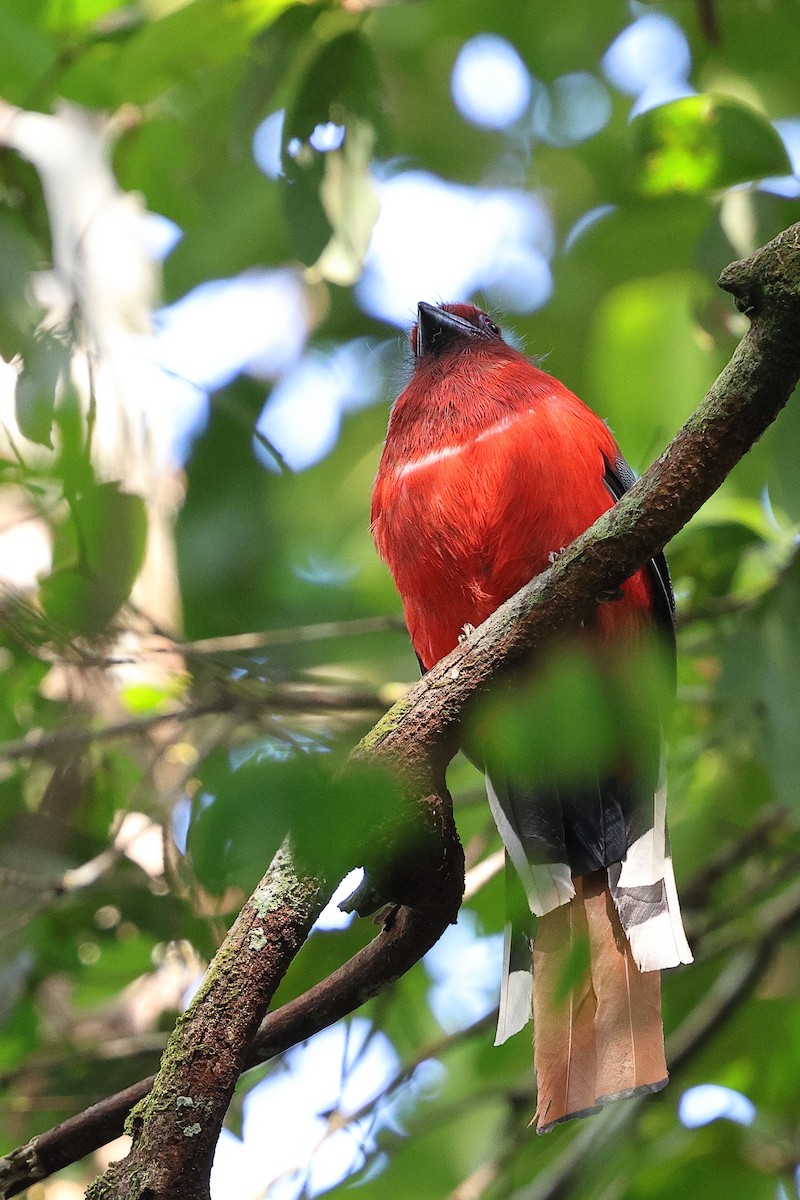 Trogon à tête rouge - ML621808969