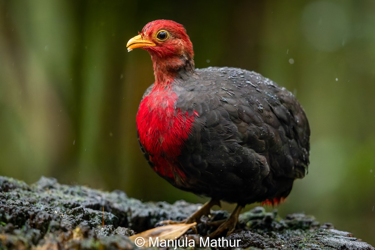 Crimson-headed Partridge - ML621808971