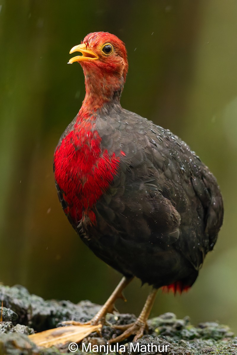 Crimson-headed Partridge - ML621808972