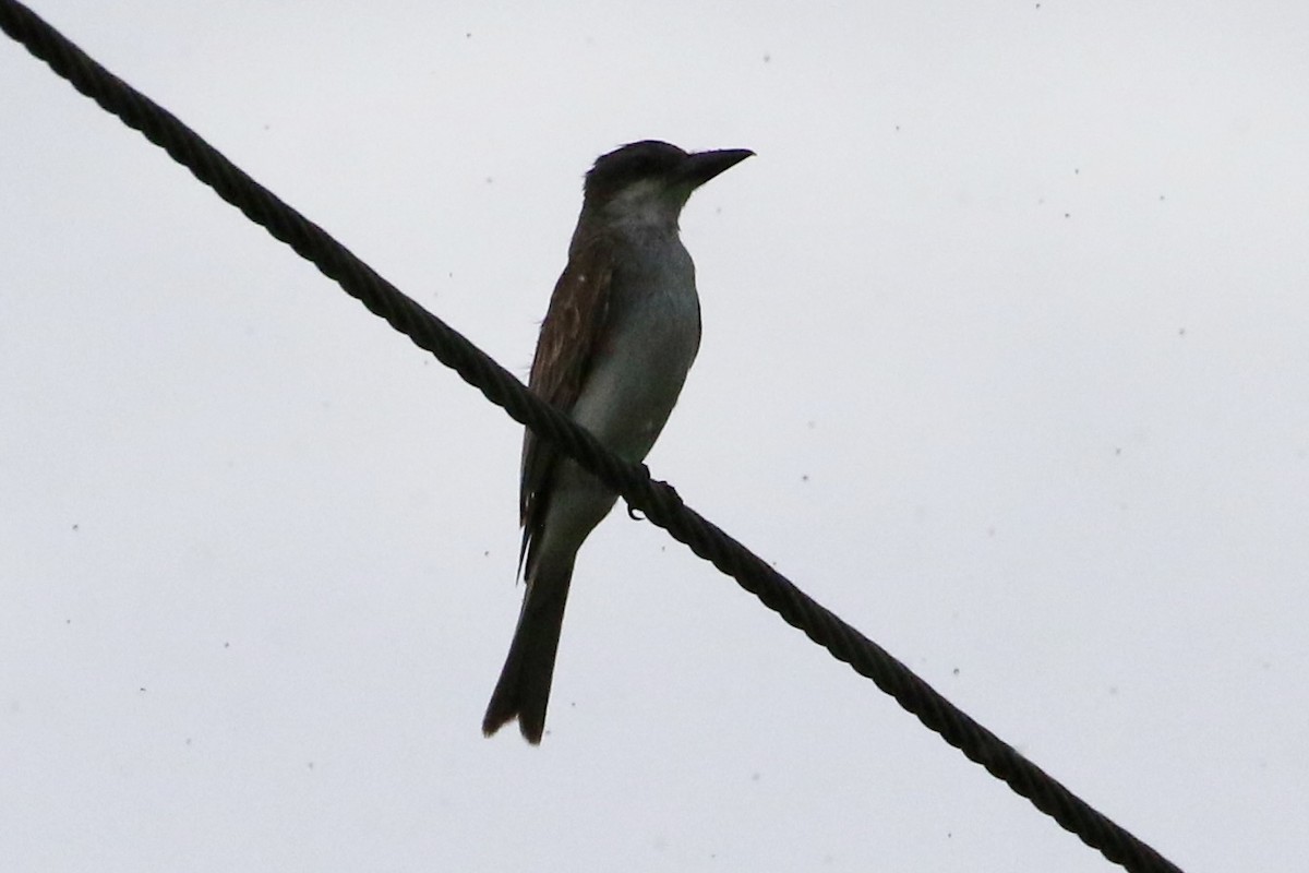 Gray Kingbird - ML621808976