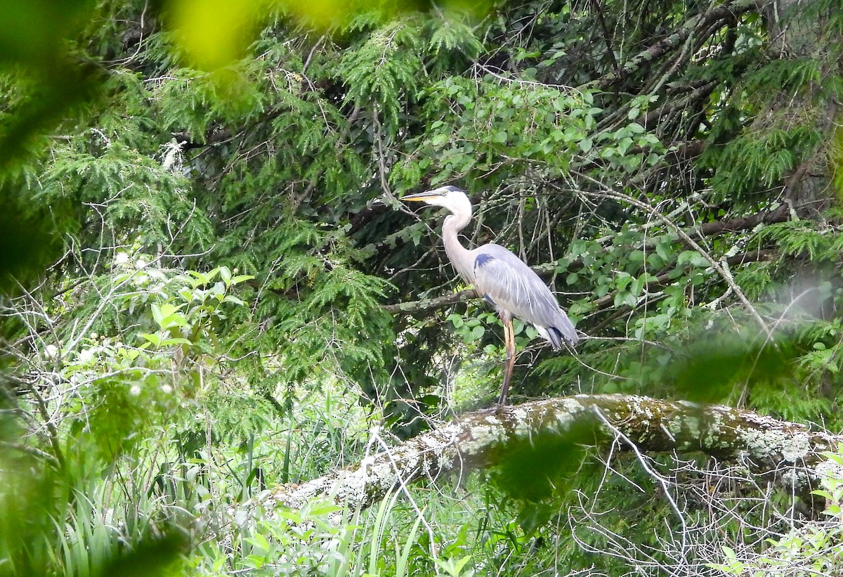 Great Blue Heron (Great Blue) - ML621808985