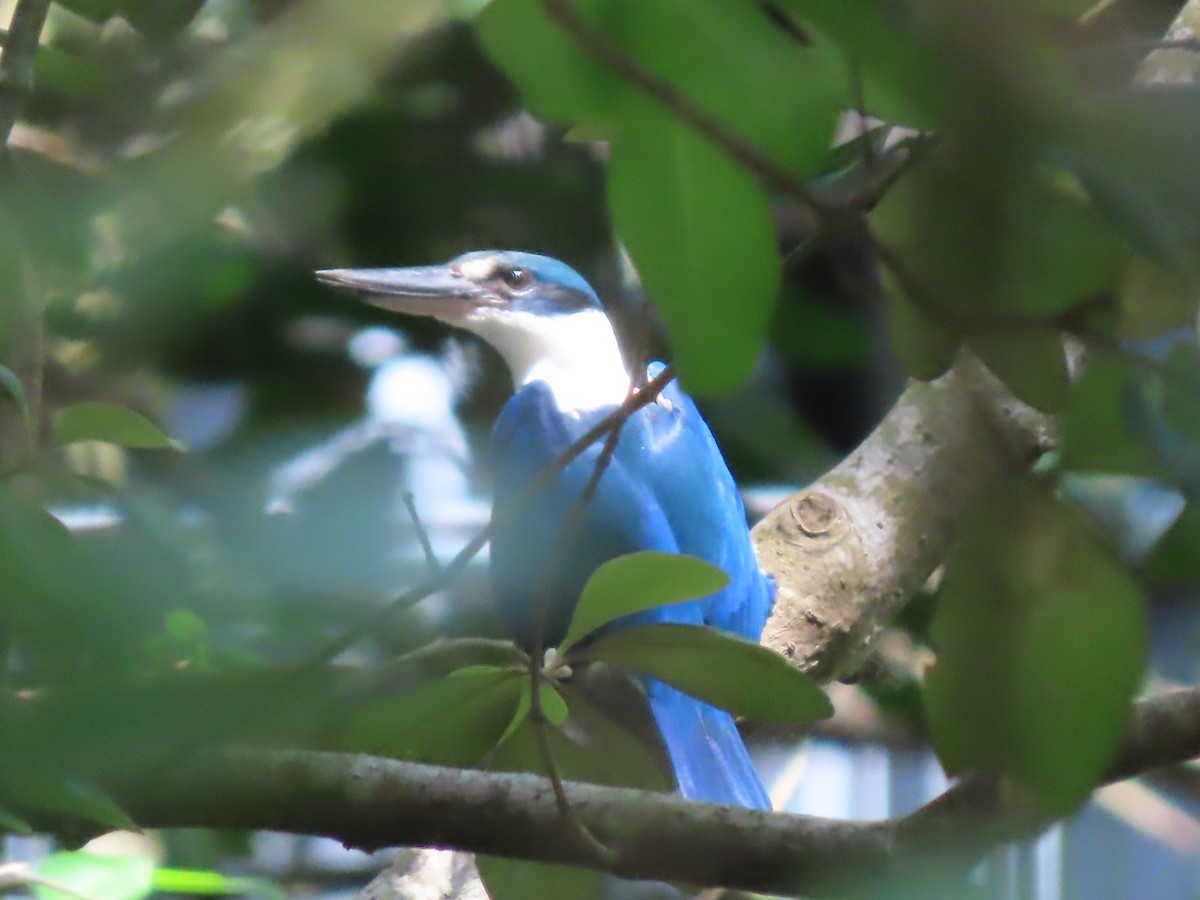 Collared Kingfisher - ML621809007