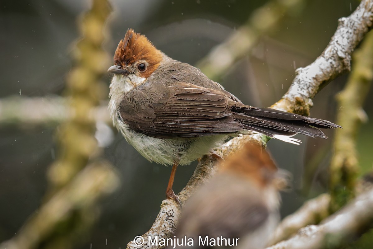 Chestnut-crested Yuhina - ML621809016