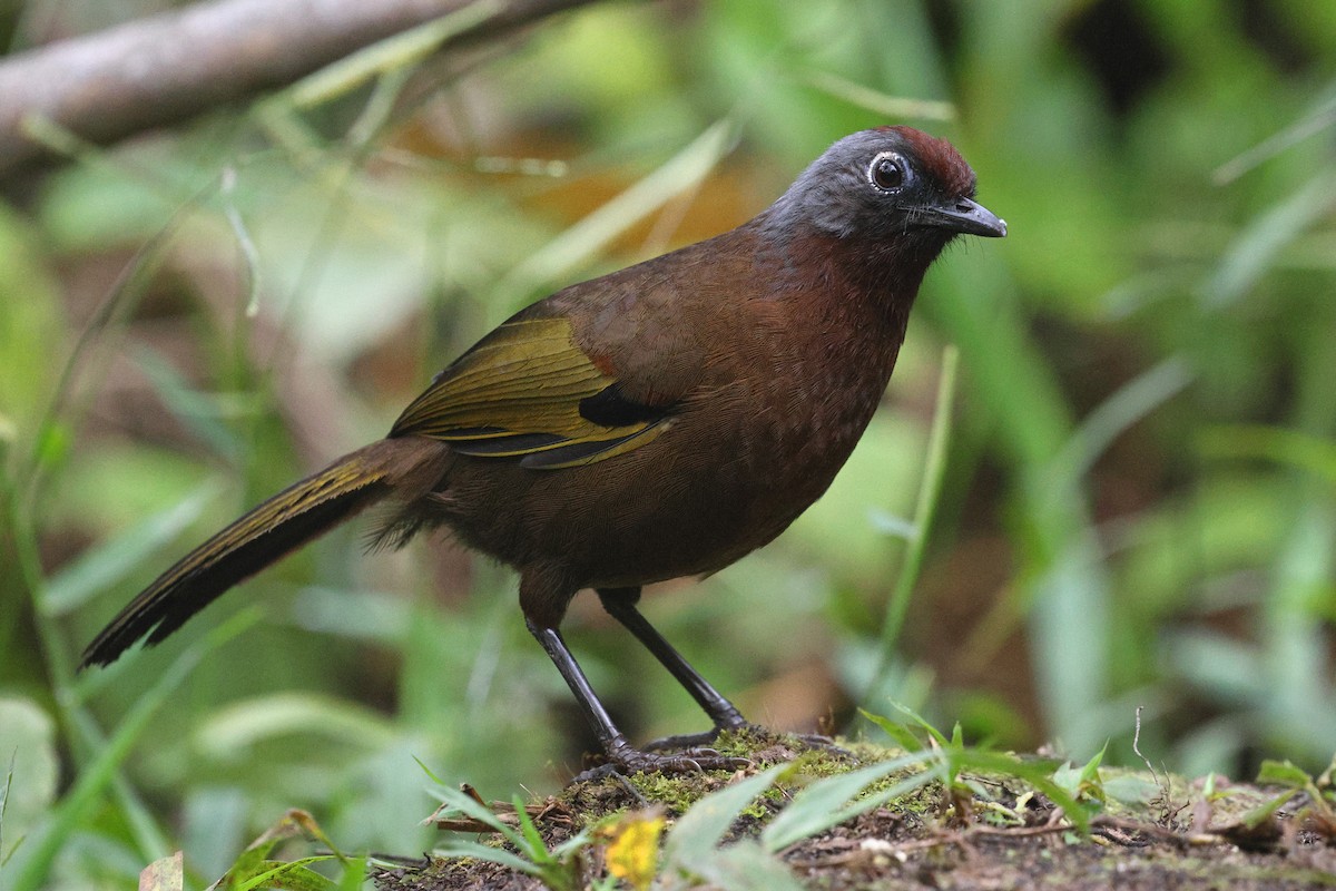 Malayan Laughingthrush - ML621809082