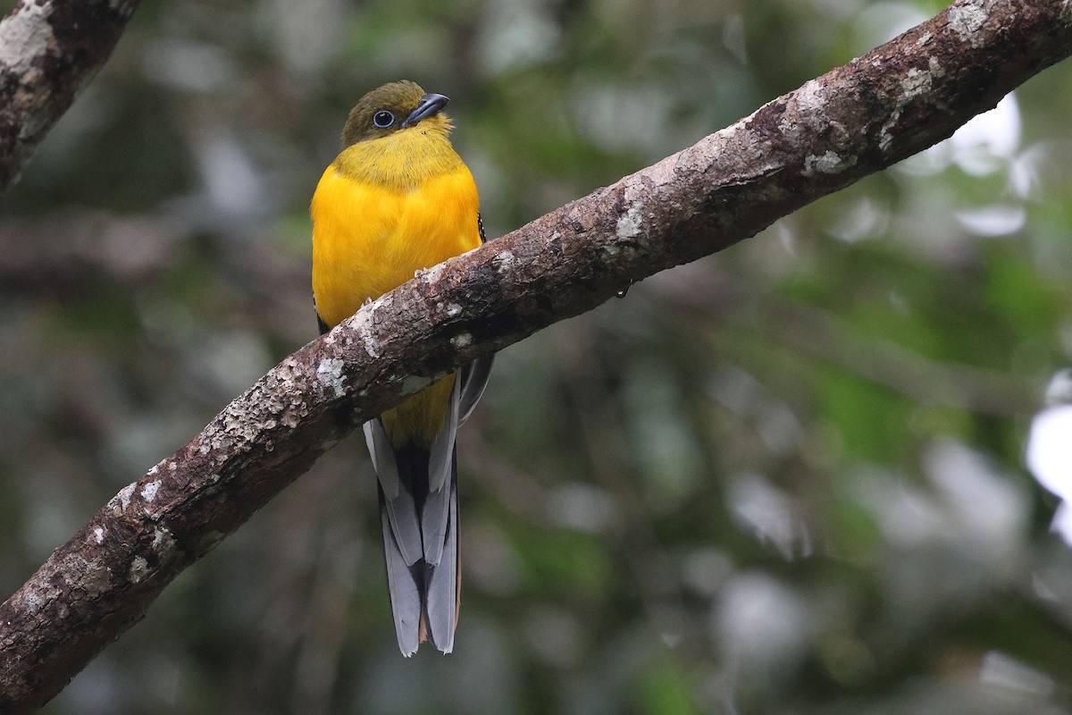 Trogon à poitrine jaune - ML621809113