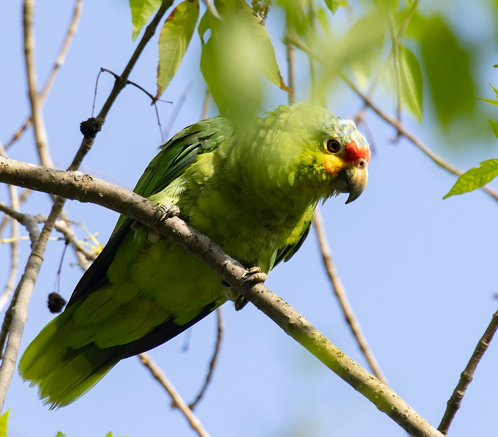 Red-lored Parrot - ML621809132