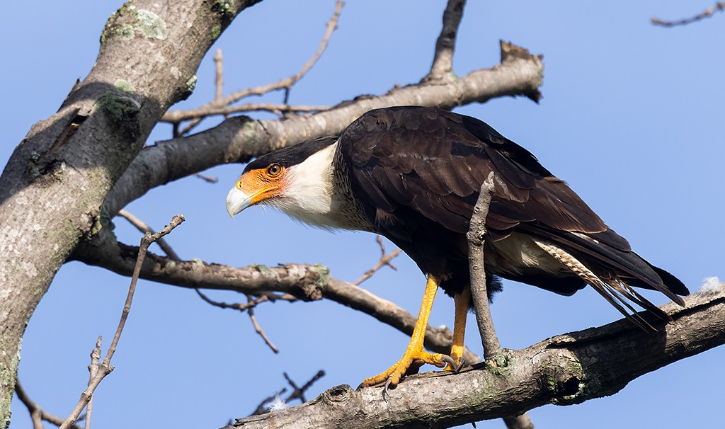 Crested Caracara - ML621809135