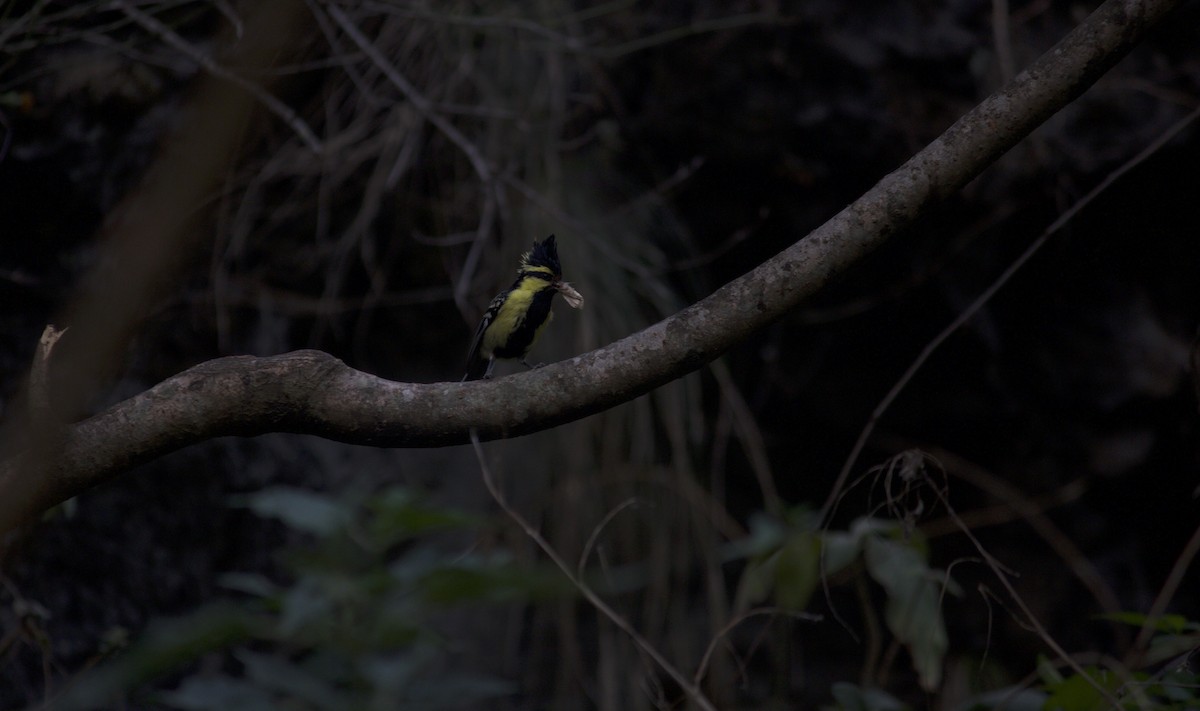 Himalayan Black-lored Tit - Marsh Alphonso