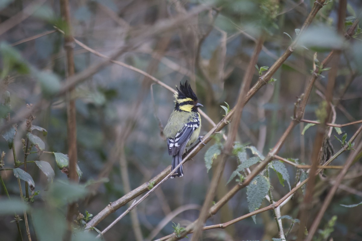 Himalayan Black-lored Tit - ML621809171