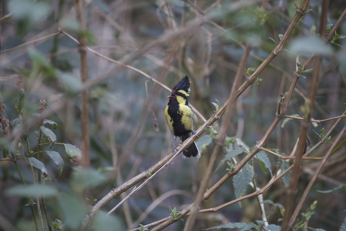 Himalayan Black-lored Tit - ML621809172