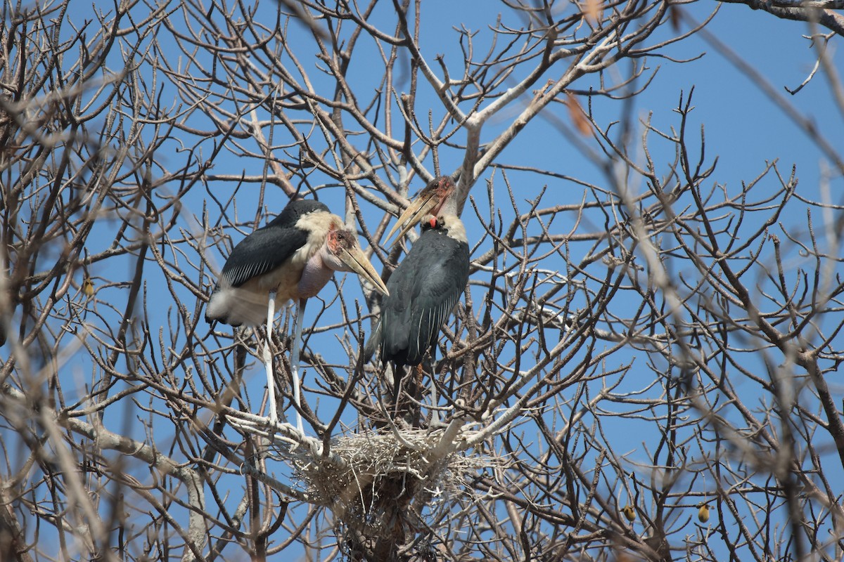 Marabou Stork - ML621809259