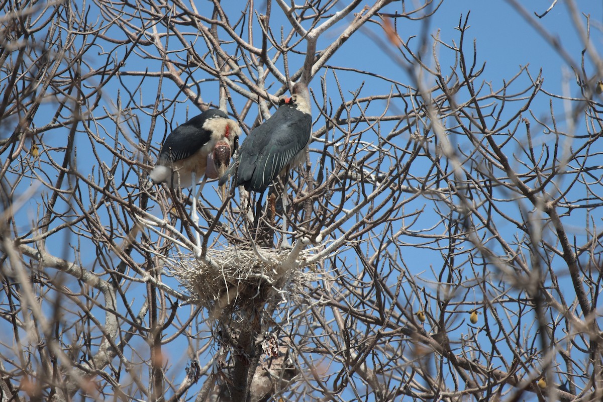 Marabou Stork - ML621809260