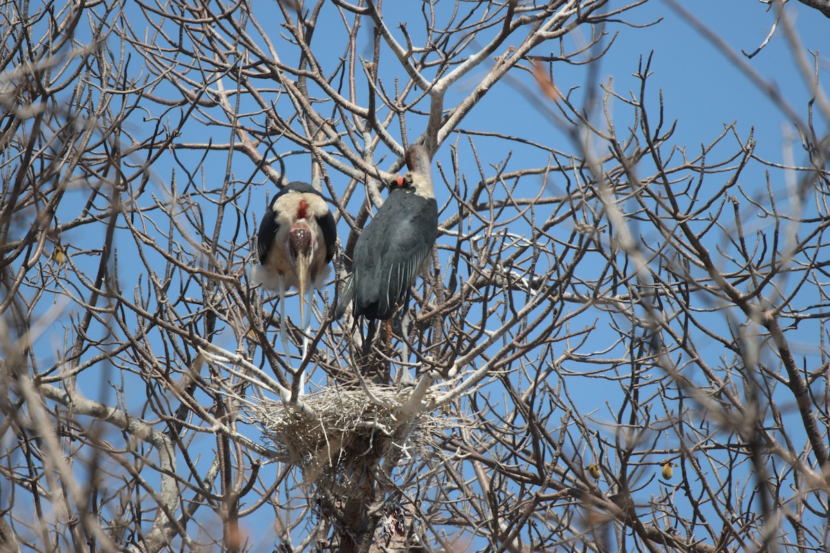 Marabou Stork - ML621809261