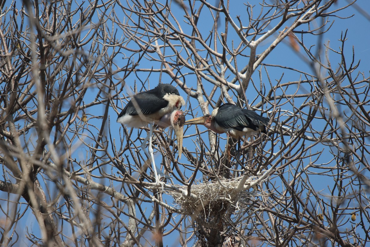 Marabou Stork - ML621809262