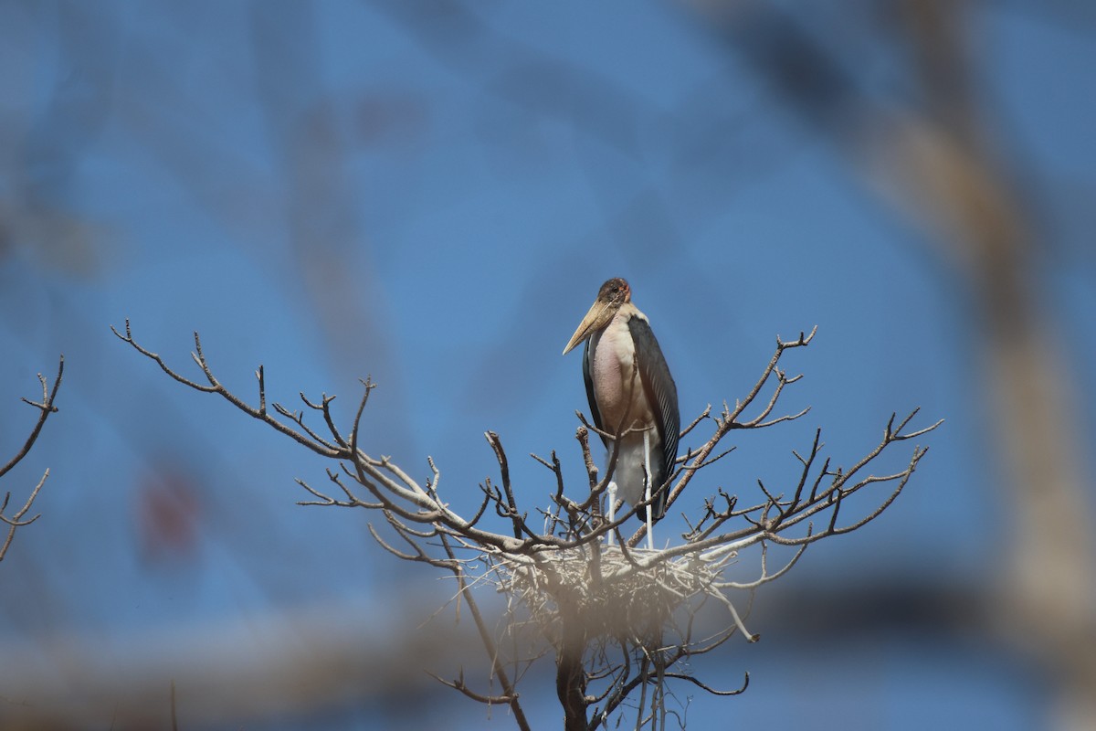 Marabou Stork - ML621809264