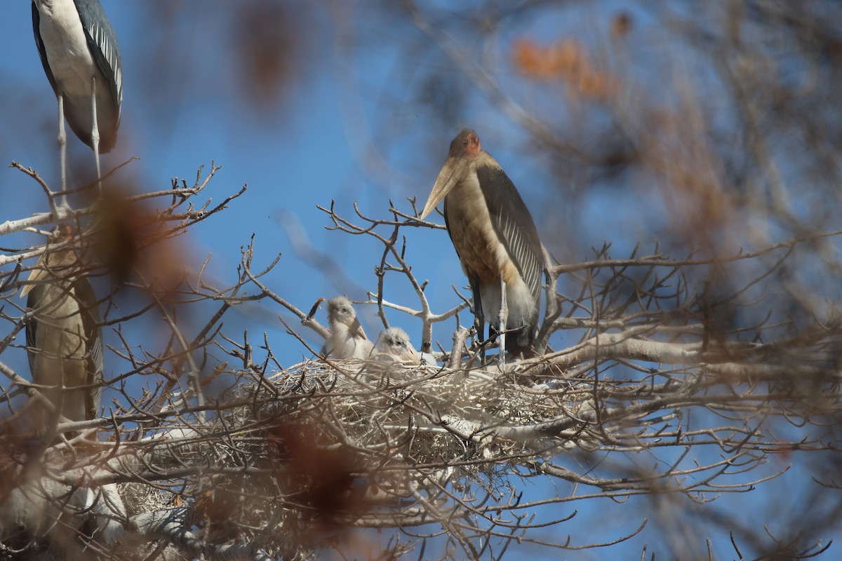 Marabou Stork - ML621809268